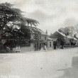 The Cedar Tree