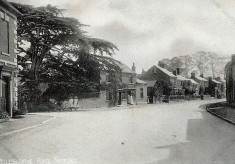 The Cedar Tree